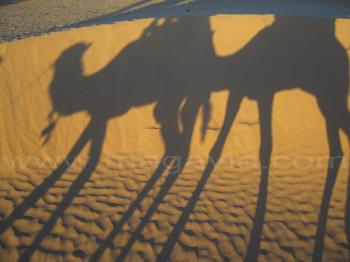 Тунис. Сахара. Прогулка на верблюдах